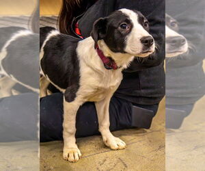 Borador Dogs for adoption in Aurora, IN, USA