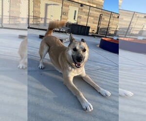 Akita-Unknown Mix Dogs for adoption in Elk Grove, CA, USA