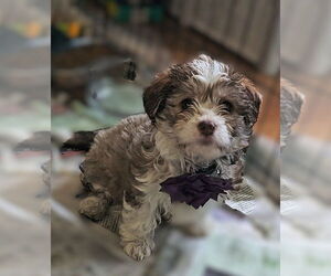 Shih Tzu-Unknown Mix Dogs for adoption in Pacifica, CA, USA