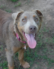 Australian Shepherd-Unknown Mix Dogs for adoption in Malakoff, TX, USA