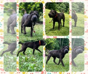 Chinese Shar-Pei Dogs for adoption in Cromwell, KY, USA