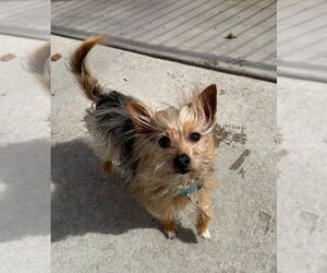 Maltese-Unknown Mix Dogs for adoption in Muskegon, MI, USA