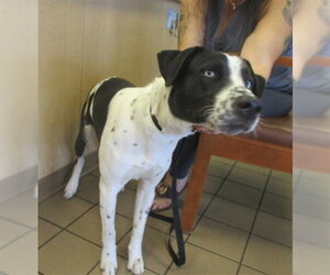 Border Collie-Unknown Mix Dogs for adoption in Ocala, FL, USA