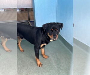 Rottweiler Dogs for adoption in Pasadena, CA, USA
