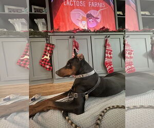 Doberman Pinscher Dogs for adoption in New Orleans, LA, USA