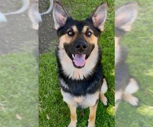 German Shepherd Dog Dogs for adoption in Riverside, CA, USA