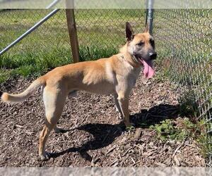 Anatolian Shepherd-Unknown Mix Dogs for adoption in McKinleyville, CA, USA