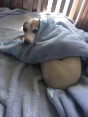 Italian Greyhound Dogs for adoption in Lincoln, NE, USA