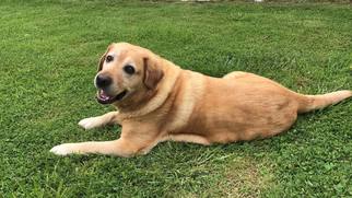 Small Labrador Retriever