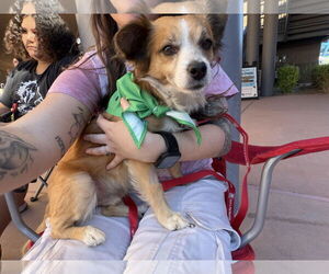 Chihuahua-Unknown Mix Dogs for adoption in Chandler, AZ, USA