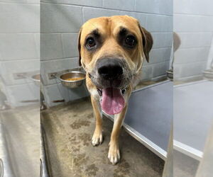 Mastiff-Unknown Mix Dogs for adoption in Evansville, IN, USA