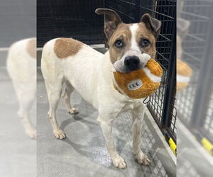 American Pit Bull Terrier-Unknown Mix Dogs for adoption in Princeton, MN, USA