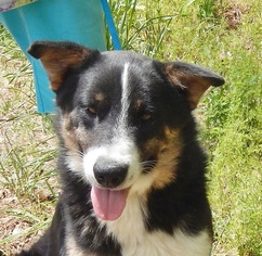 Border-Aussie Dogs for adoption in Yardley, PA, USA