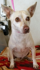 Chi-Corgi Dogs for adoption in Yucaipa, CA, USA