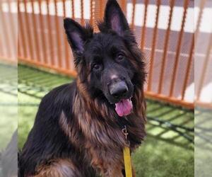 German Shepherd Dog-Unknown Mix Dogs for adoption in Las Vegas, NV, USA