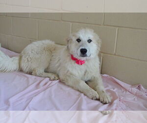 Great Pyrenees-Unknown Mix Dogs for adoption in McKinney, TX, USA