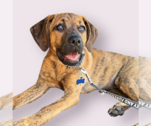 Labrador Retriever-Unknown Mix Dogs for adoption in Rockville, MD, USA