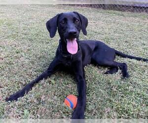 German Shorthaired Lab Dogs for adoption in Fayetteville, GA, USA
