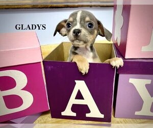 Medium Photo #1 Dachshund Puppy For Sale in GILBERTS, IL, USA