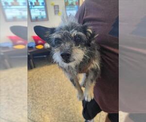 Mutt Dogs for adoption in Tracy, CA, USA