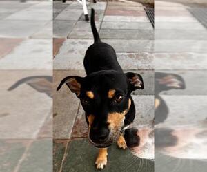 Dachshund-Unknown Mix Dogs for adoption in San Antonio, TX, USA