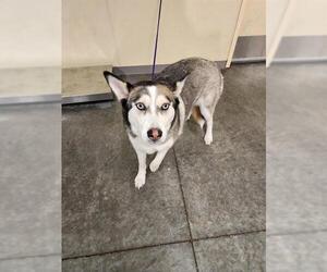 Siberian Husky Dogs for adoption in Orange, CA, USA