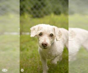 Poodle (Miniature)-Unknown Mix Dogs for adoption in Princeton, MN, USA