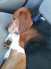 Beagle Dogs for adoption in Lawton, OK, USA