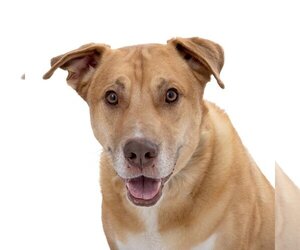 American Staffordshire Terrier-Siberian Husky Mix Dogs for adoption in Los Angeles, CA, USA