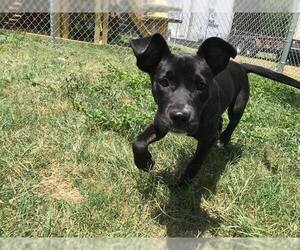 Labrador Retriever-Unknown Mix Dogs for adoption in Beaumont, TX, USA