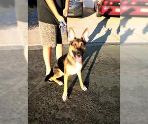 German Shepherd Dog Dogs for adoption in Oakley, CA, USA