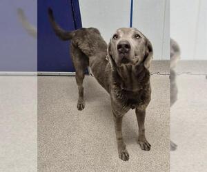 Unknown-Weimaraner Mix Dogs for adoption in Bakersfield, CA, USA