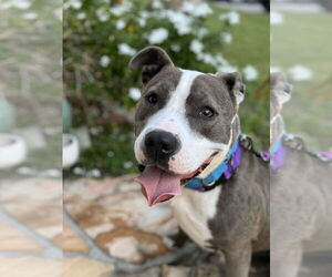 Medium Photo #2 Mutt Puppy For Sale in west Palm Beach, FL, USA