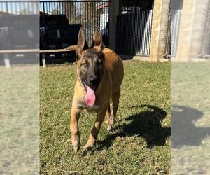 Mutt Dogs for adoption in Riverside, CA, USA