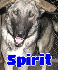 German Shepherd Dog Dogs for adoption in Lawrenceburg, KY, USA