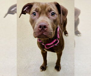 Labrador Retriever-Unknown Mix Dogs for adoption in Derwood, MD, USA