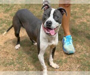 American Staffordshire Terrier Dogs for adoption in Tallahassee, FL, USA