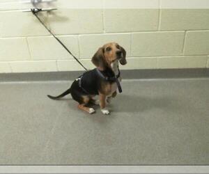 Beagle Dogs for adoption in Denver, CO, USA
