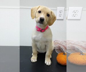 Labralas Dogs for adoption in Attalka, AL, USA