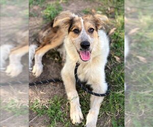 Sheprador Dogs for adoption in Conroe, TX, USA