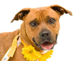 Boxweiler Dogs for adoption in Orlando, FL, USA