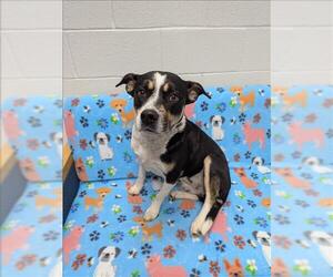American Pit Bull Terrier-Parson Russell Terrier Mix Dogs for adoption in Grovetown, GA, USA