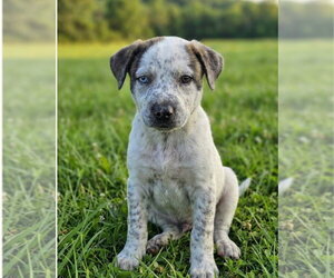 Mutt Dogs for adoption in Hillsboro, MO, USA