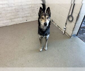 Siberian Husky Dogs for adoption in San Bernardino, CA, USA