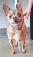 Chihuahua Dogs for adoption in Monticello, IA, USA