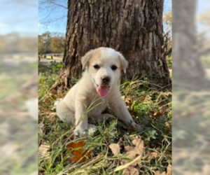 Great Pyrenees-Unknown Mix Dogs for adoption in Winter Park, CO, USA