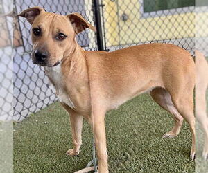 Black Mouth Cur Dogs for adoption in Tavares, FL, USA