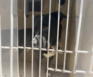 American Pit Bull Terrier-Unknown Mix Dogs for adoption in Oklahoma City, OK, USA