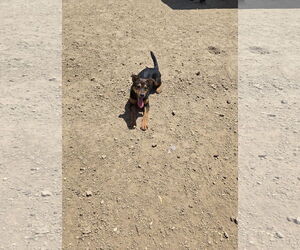 Australian Kelpie Dogs for adoption in Maquoketa, IA, USA