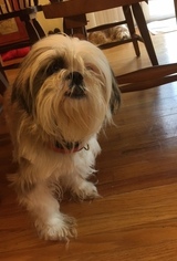 Shih Tzu Dogs for adoption in Doylestown, PA, USA